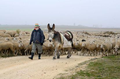 Rebaño de la ganadería Jimar, de El Carpio (Valladolid), durante la trashumancia en 2015 a Boadilla del Monte (Madrid). 2.000 ovejas, 6 pastores, 10 perros y 2 burras cubrieron el trayecto de unos doscientos kilómetros.