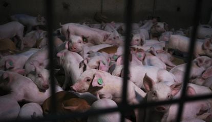 Cerdos en la macrogranja porcina con las emisiones de metano y amoniaco más altas de toda España, situada en Castilléjar (Granada).