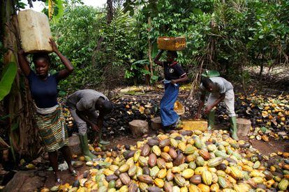 Productores cacao en granja de Sinfra Costa de Marfil