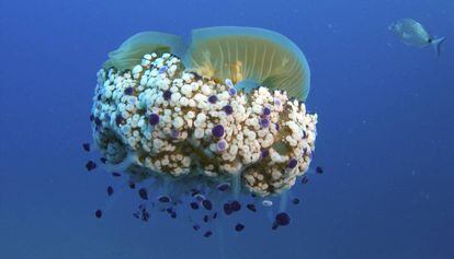 Una medusa en una imatge d&#039;arxiu.