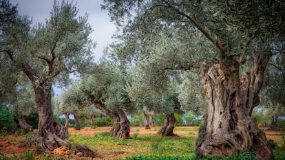 Cáscaras de nuez, poda de olivo o mazorcas. El potencial secreto del campo español
