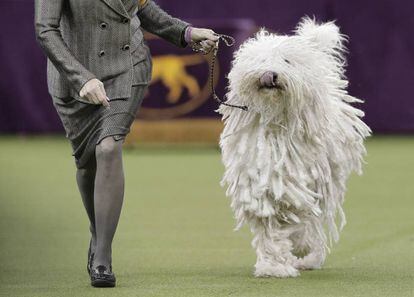 Este año se espera la participación de 2.711 perros de 192 diferentes razas, categorizadas en varios grupos: deportes, caza, trabajo, terrier, de juego, no deportivos y de pastoreo. En la imagen, una entrenadora junto a un perro de la raza komondor, durante una prueba.