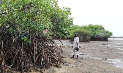 El pastor Davies recorre los remanentes del manglar en Cockle Bay, Freetown, capital de Sierra Leona. Como resultado del hacinamiento, un número significativo de residentes ha reclamado tierras en esta zona.