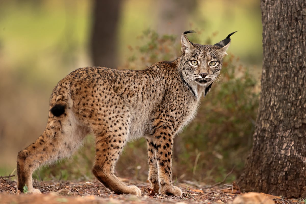 El lince ibérico se cruzó con el boreal en el pasado y mejoró su diversidad genética | Ciencia