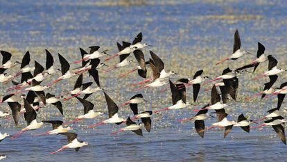 Aves en las marismas del Parque Nacional de Doñana, en Huelva.