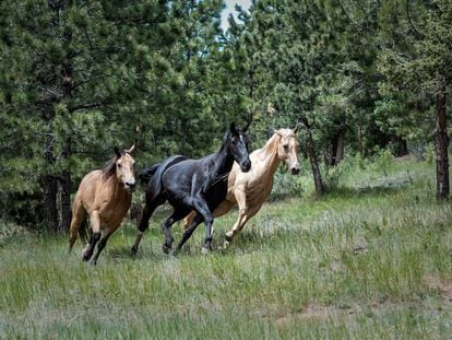 Los caballos fueron una innovaci&oacute;n clave en la guerra