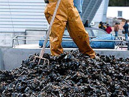 Un marinero recoge un cargamento de mejillones en Combarro.