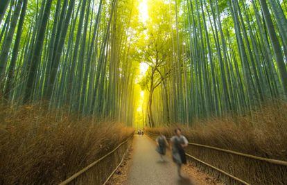 El bosque de bambú de Arashiyama, a las afueras de Kioto, al atardecer.