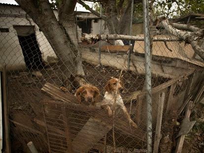 Dos perros, en una perrera del Camino de Carbonell, Córdoba, el pasado mes de diciembre.