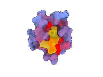 Una imagen tridimensional que muestra una proteína humana con un compañero de unión (amarillo) en el sitio activo, con un gradiente de color azul a rojo que muestra un potencial creciente de efectos alostéricos.