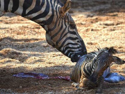 La cebra recién nacida justo antes de caer al agua en el Bioparc de Valencia. (BIOPARC)