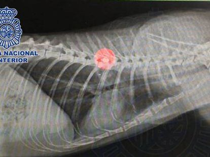 Radiografía del gato con dos proyectiles en su interior.