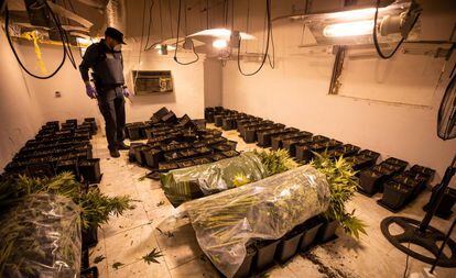 La Guardia Civil interviene una plantación ilegal de cannabis en un pueblo del área metropolitana de Granada.