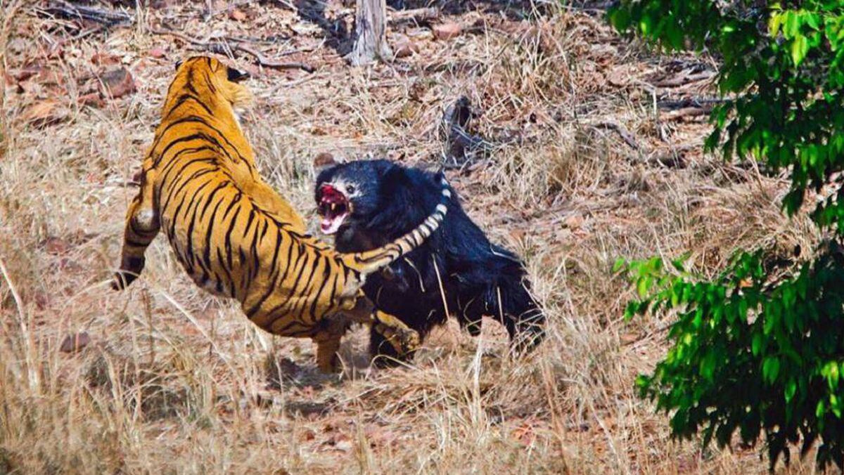 Una osa se enzarza con un tigre para proteger a su cría en la India | Mundo  animal | EL PAÍS