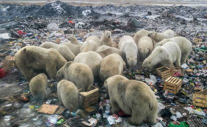 Osos polares en Belushya Guba, en el norte de Rusia.