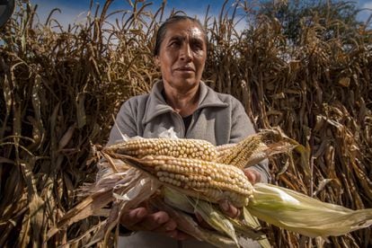 Una agricultora muestra su cosecha de maíz en Ciudad de México