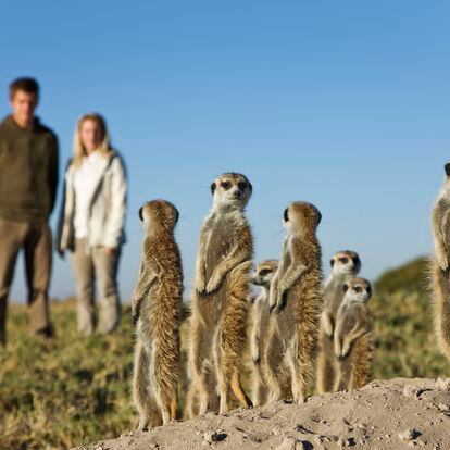 Turistas y suricatas se observan mutuamente en Botsuana.