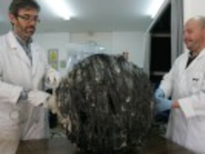 El centro que examina los objetos caídos del cielo usará rayos X para averiguar su procedencia. El impacto deformó la esfera