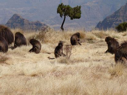 Babuinos en el Parque Nacional de las Montañas Simien.