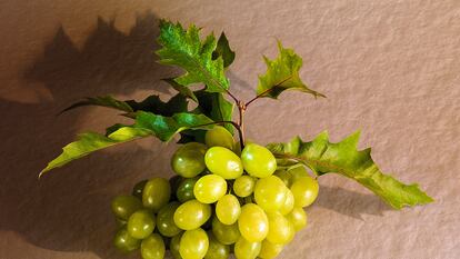 Los racimos de uva más codiciados en Navidad proceden de la comarca alicantina del Vinalopó.