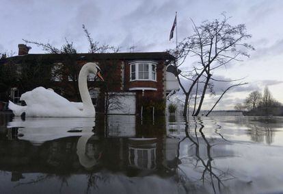 Un cisne nada por las calles inundadas de Henley on Thames, al sur de Inglaterra, tras las inundaciones del pasado enero.