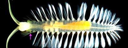 El cuerpo transparente del gusano <i>Swima bombiviridis</i>. La flecha señala la zona de los apéndices esféricos bioluminiscentes.
