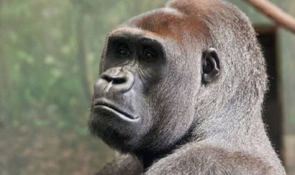 Los gorilas macho gastan m&aacute;s energ&iacute;a que los humanos, pero solo porque son mucho mayores