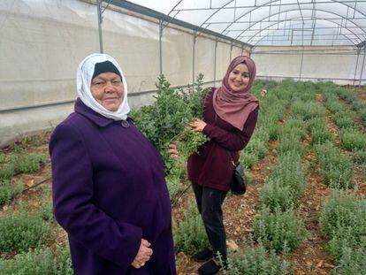 Algunas de las mujeres productoras de tomillo en el invernadero. 