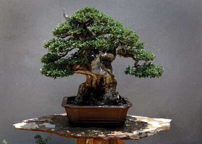 One of the bonsai of the more than 100 currently on display in the museum, which is open every day except Monday.