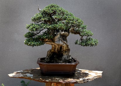 One of the bonsai of the more than 100 currently on display in the museum, which is open every day except Monday.