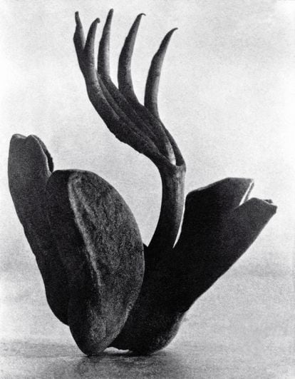 'Flor de manita, ensayo fotográfico' (1928), de Tina Modotti.