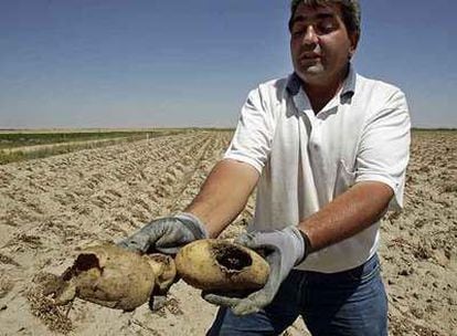 Félix Martín muestra las patatas de su parcela agujereadas por los topillos en Fuentes de Año (Ávila).