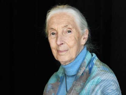 Jane Goodall en abril de 2019, en Nueva York.