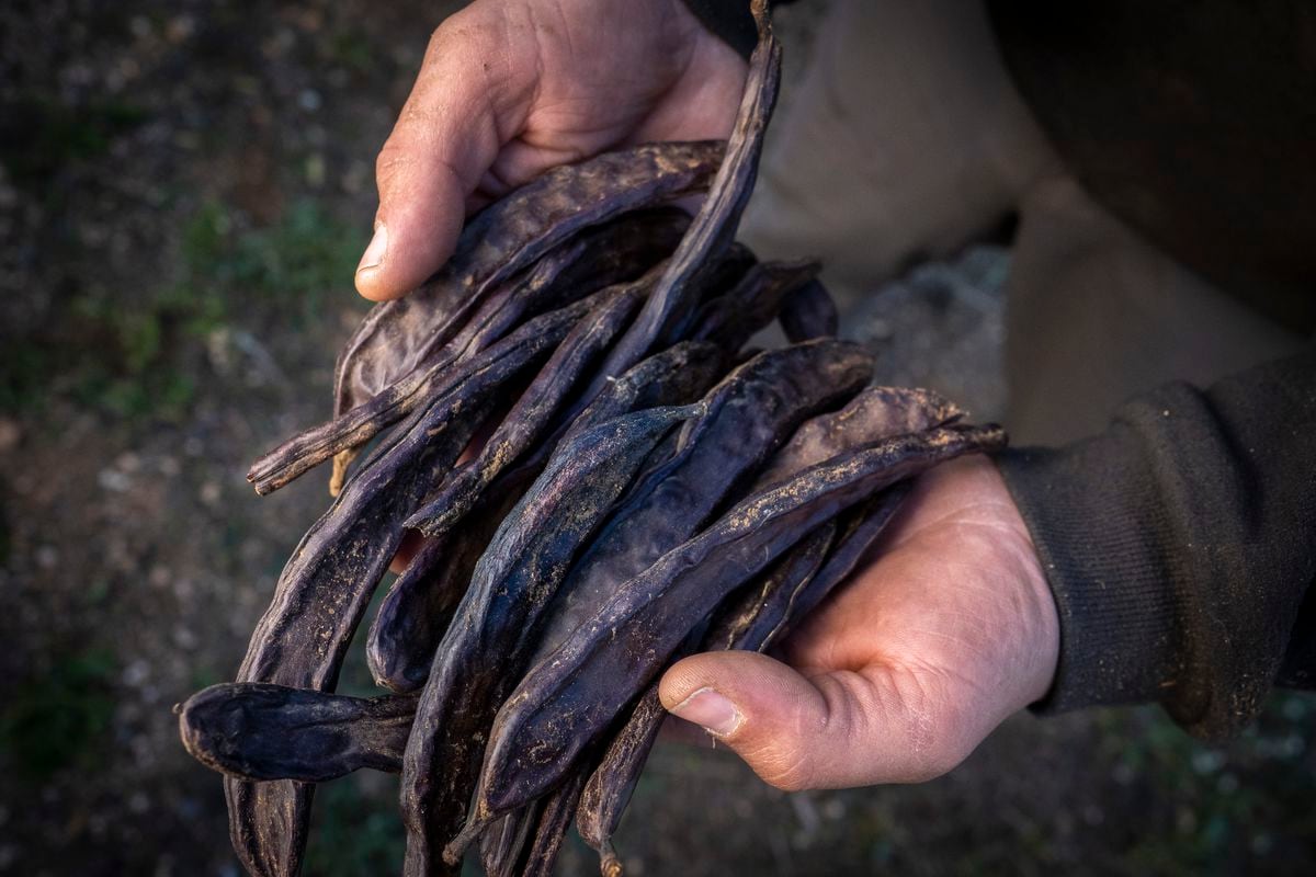 Estalla la burbuja de la algarroba: «Le ha pasado como al bitcoin» |  Economía