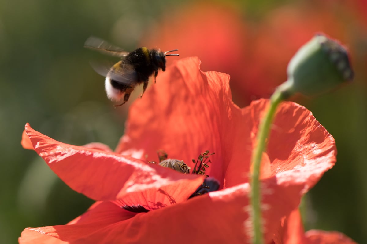 Ciencia para las amantes de las flores: Europa busca un plan que salve a las abejas | Ciencia