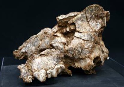 Cráneo de hiena encontrado en el yacimiento de Pinilla.