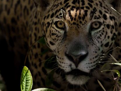 Un fotograma de la película 'Tigre Gente', sobre el tráfico de jaguares en Bolivia para el mercado chino