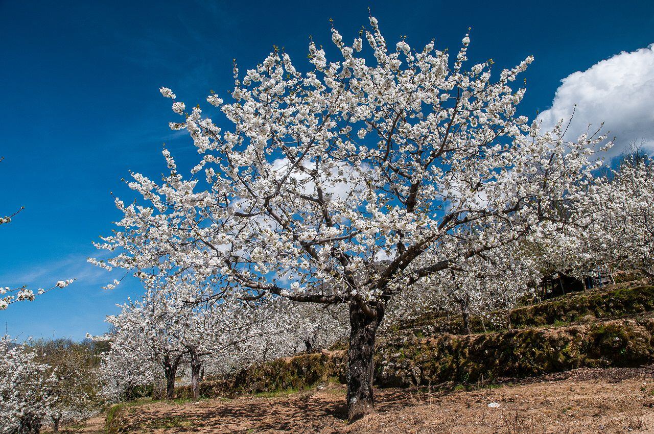 Los cerezos en flor en el Valle del Jerte.