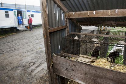 Granja de visones Chan do Monte en Negreira, con María Pérez y Mario Barreiro al fondo, en la casa móvil que utilizan para vivir.