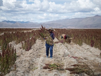 Un agricultor cosecha quinoa, el 29 de abril de 2022 en Challapata, en Oruro.