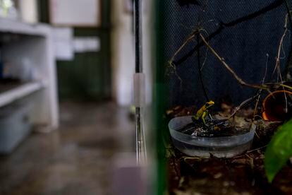 Un ejemplar de Phyllobates bicolor en Tesoros de Colombia, la rana más venenosa del mundo.