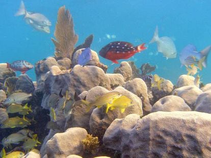 Corales del género Orbicella en el Mar Caribe.