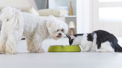 Las dietas veterinarias son las herramientas más eficaces para contribuir al bienestar de perros y gatos con patologías y garantizar que vivan muchos años con la mejor calidad de vida.