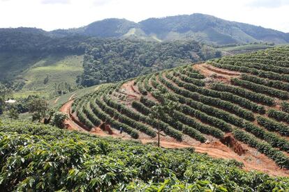 Finca de café en Rio de Janeiro, Brasil.