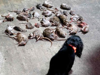 El resultado de una cacería de ratas em Washington, D.C, el 3 de junio 2023.