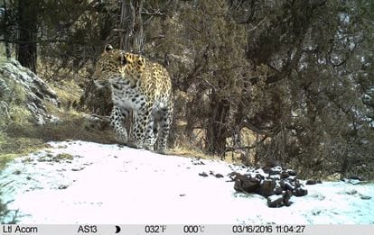 Leopardo común en el territorio del leopardo de las nieves.