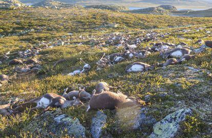 Imatge dels rens morts a causa del llamp.