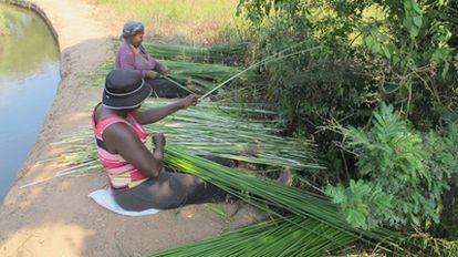 Las mujeres de la región del río uThongathi, en Suráfrica, recolectan hoy en día juncos para preparar colchones para dormir.