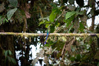 Un sylph de cola violeta, una especie de colibrí, en el bosque nublado.