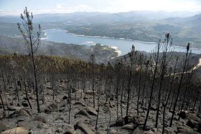 Pinar devastado por el fuego en Entrimo, con el embalse de Lindoso al fondo.